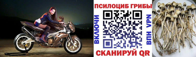 Галлюциногенные грибы Cubensis  MEGA tor  Каневская 